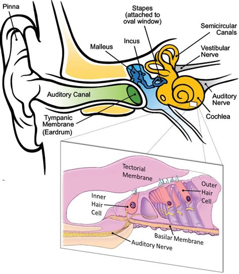 image from The Mammalian Ear- Physics and the Principles of Evolution ...