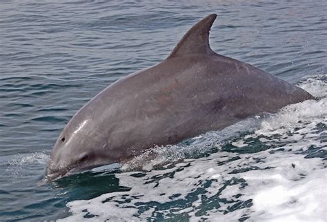 Indo-Pacific bottlenose dolphin | Project Noah