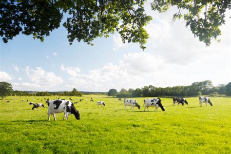 Dairy Cattle Under A Summer Sky Stock Photo - Download Image Now - Cow ...