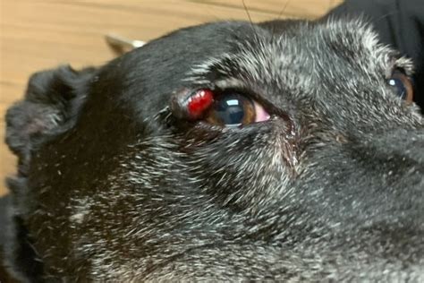 Dog Eyelid Tumor Bleeding - Infoupdate.org