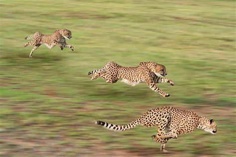 Cheetah Cubs Hunting