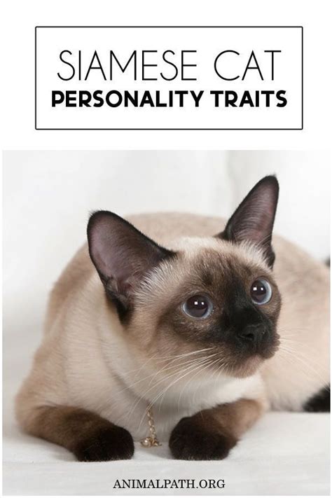 Siamese Cat Personality Traits | Cat personalities, Siamese cats ...