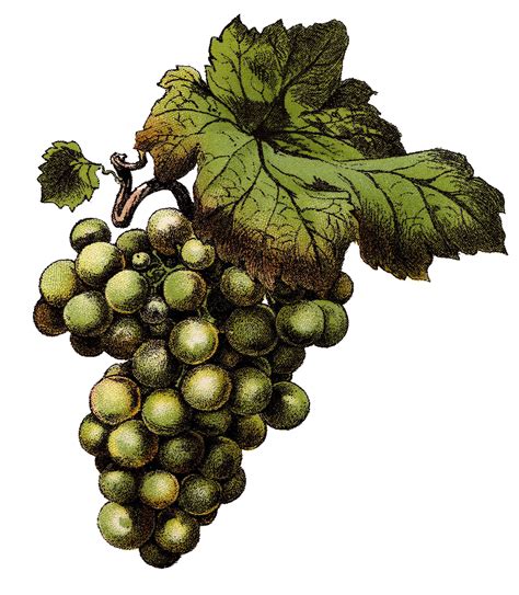 11 Grapes Clipart! - The Graphics Fairy