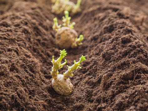 Which Way Is Up When Planting Potatoes - How To Find Seed End Of Potato