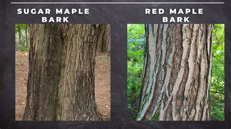 Maple Tree Identification – A Complete Guide – GrowIt BuildIT