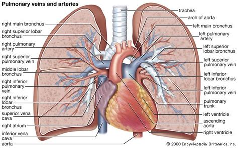 Pulmonary circulation | Definition, Function, Diagram, & Facts | Britannica