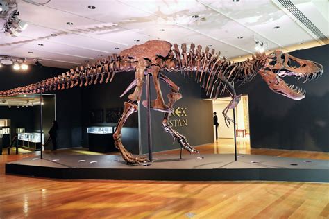 激安通販には要 T-Rex dinosaur fossil - www.gorgas.gob.pa