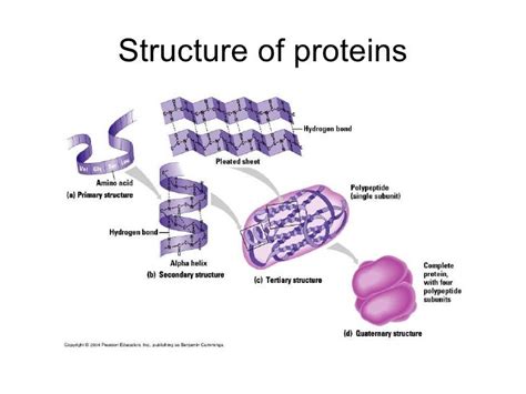 Biomolecules I