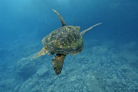 Sea Turtle Migration — SEE Turtles