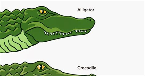 Crocodile Vs Alligator Vs Caiman Vs Gharial | Wallpapers Gallery