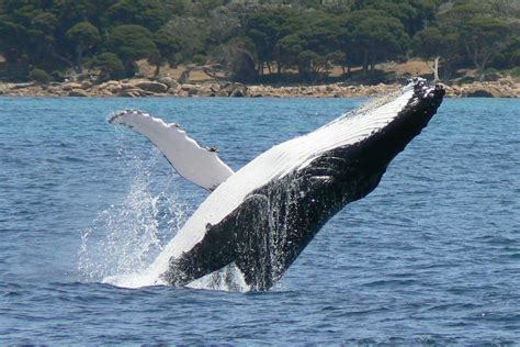 Australia's Great Humpback Whale Migration | Australian Wildlife Journeys