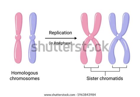 8,176 Chromosome Replication Royalty-Free Photos and Stock Images ...