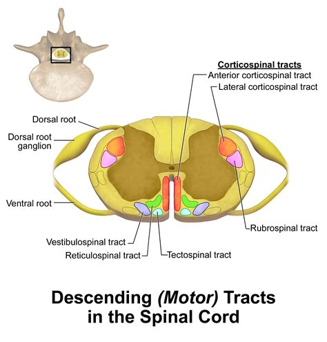 Reticulospinal Tract Facts | Location, Pathology, Roles & Summary