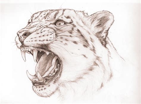 Leopard | Leopard sketch, Leopard drawing, Snow leopard drawing