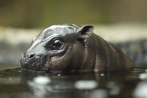 San Diego Zoo members got to see Akobi, a 2-month-old baby pygmy hippo ...