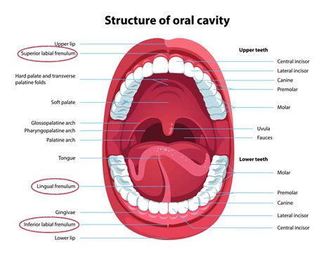 Speech Therapy and Frenectomies | Speech Blubs