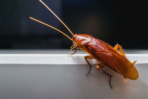 Why You Should Never Ignore German Roaches - Digital Trends Report