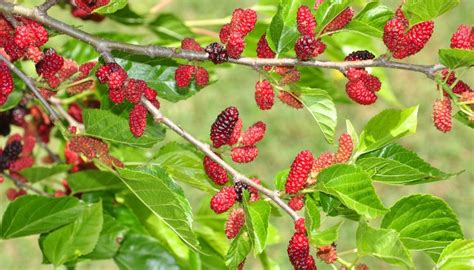 Red Mulberry Trees: Overview, Care Guide and Harvesting