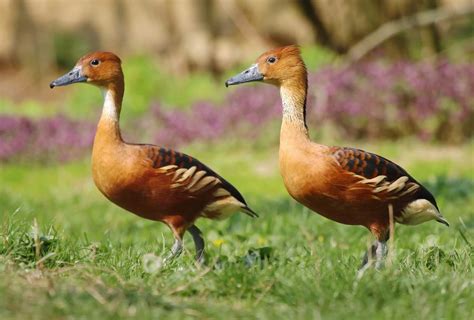 Fulvous Whistling-Duck