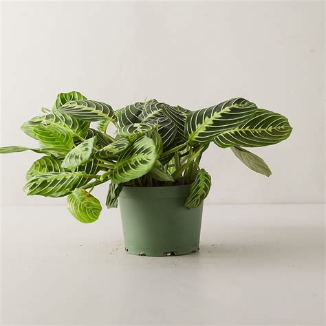 Prayer Plant Propagation - Teak And Terracotta