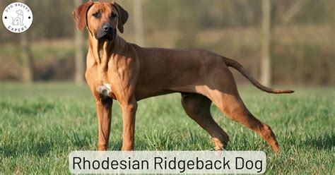 Are Rhodesian Ridgebacks Good House Dogs