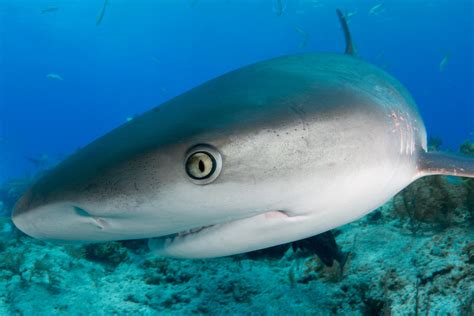 Photographing the Eye of the Tiger (Shark) | PetaPixel