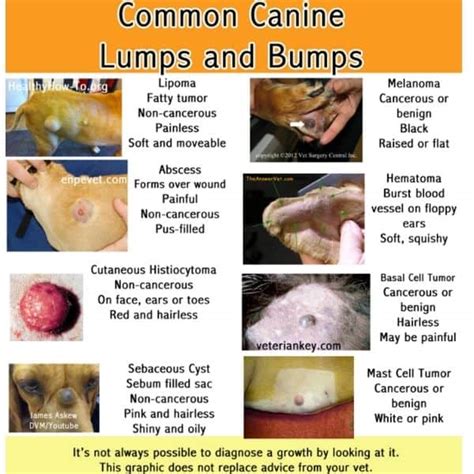 Cancer Vs Lipoma In Dogs | Sitelip.org