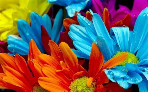 Colorful Flower HD Background Free Download