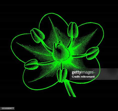 Stamen Drawing Photos and Premium High Res Pictures - Getty Images