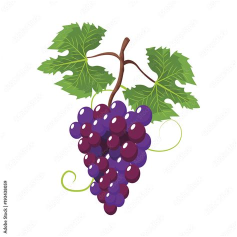 Grapes fruit symbol icon vector illustration graphic design Stock ベクター ...