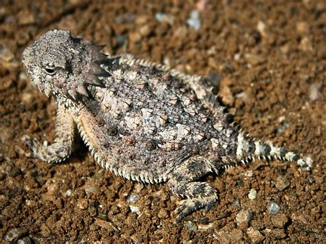 Horned lizard - Wikiwand