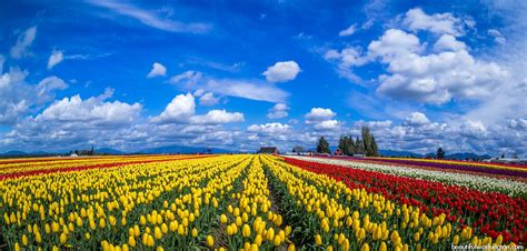 Skagit Valley Tulip Festival