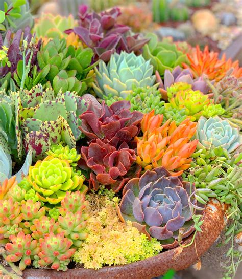 Beginner's Guide To Growing Beautiful And Colorful Succulents | Chopst