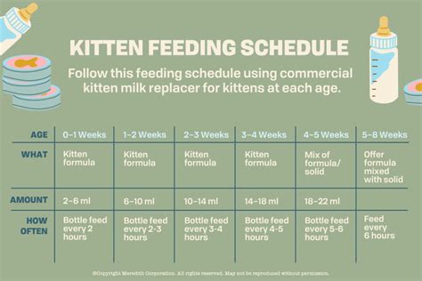 When Do Kittens Start Eating Food? A Veterinarian Says Sooner Than You ...