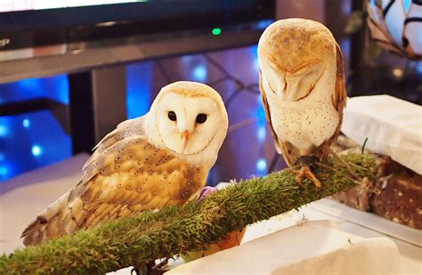 What it is like to become friends with Owls in Tokyo {Japan Travel ...