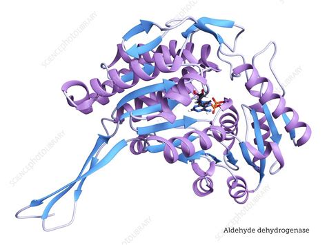 Aldehyde dehydrogenase enzyme structure - Stock Image - C039/4621 ...