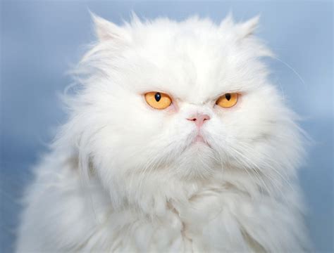 Get Male Persian Cat Personality Collection – Pets House