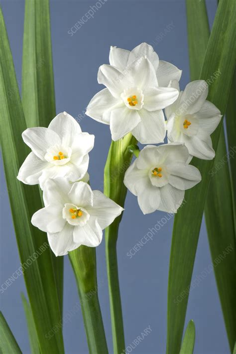 Narcissus Paperwhite - Stock Image - C043/3413 - Science Photo Library