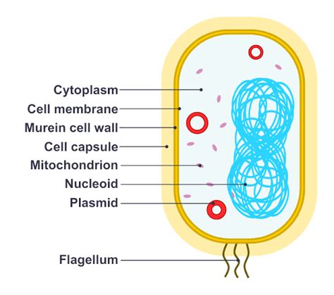 Types Of Bacterial Cells