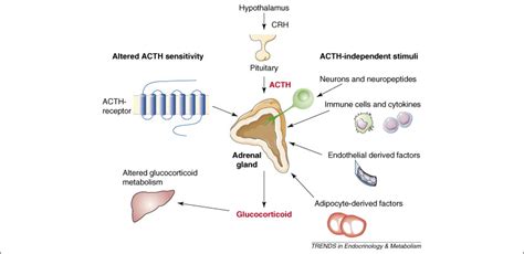 Dissociation of ACTH and glucocorticoids: Trends in Endocrinology ...