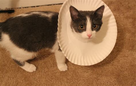 Paper Plate Cat Cone Collar - petdiys.com