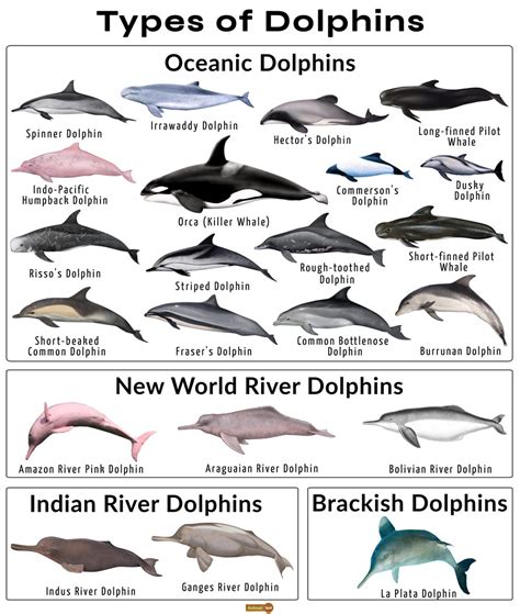 Dolphin Species: A Comprehensive Exploration of the World's Diverse ...