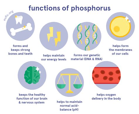 Phosphorus: foods, functions, how much do you need & more | Eufic