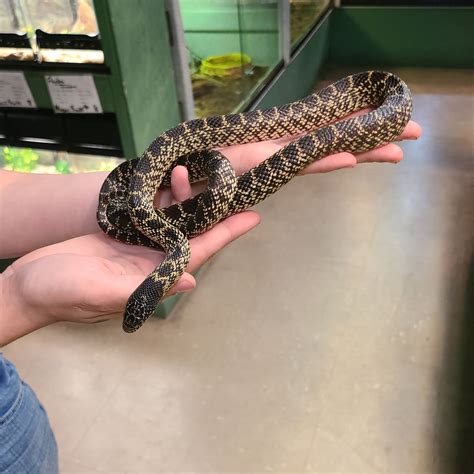 Lampropeltis getula floridana 'Florida Kingsnake' -Florida K