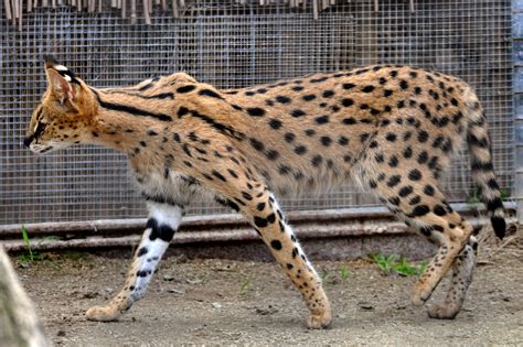 Long neck and legs, small head and short tail make the serval's profile ...