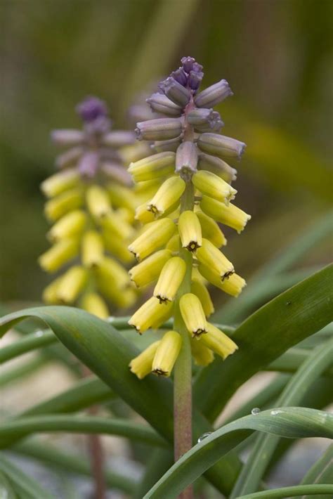 9 of the Best Grape Hyacinth Varieties for the Garden | Gardener’s Path