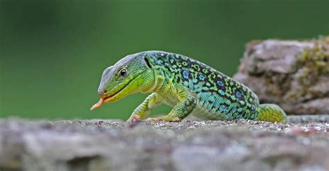 10 Types Of Amazing Green Lizards - IMP WORLD