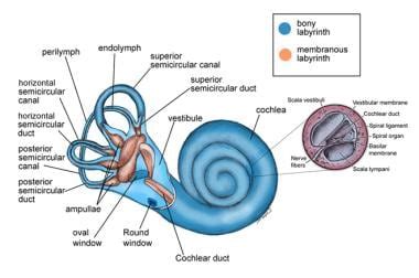 Vestibular System Anatomy: Overview, Membranous Labyrinth, Vestibular ...