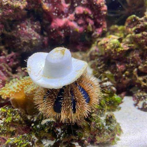 Sea urchin hats 2 pack | Etsy