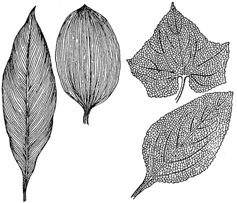 Leaf Veins | ClipArt ETC